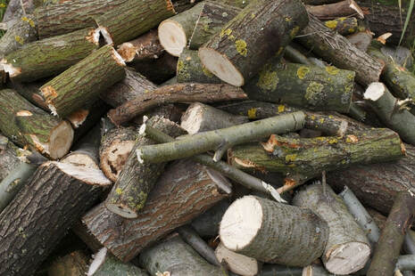 Picture of uniformly trimmed tree branches in a pile.