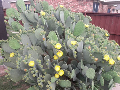 Picture of flowering prickly pear cactus growing near san angelo. You can see a red fence in the back yard.