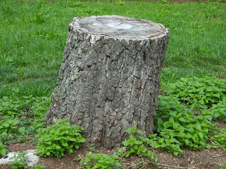 Picture of tree stump left in field. You can see grass and weeds growing around the stump.