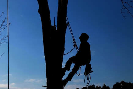 Picture of tree trimmer climbing tall tree. You can see a harness attached to the trimmer and the tree