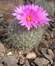 Picture of flowering cactus 