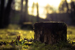 Picture of a  rooting tree stump