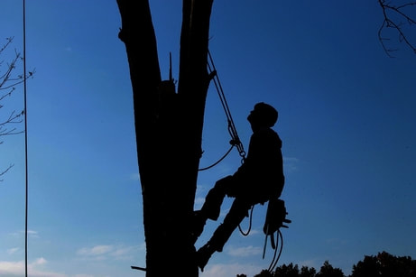 Picture of tree trimmer climbing up a large tree